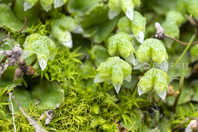 加利福尼亚苔草，Asterella californica